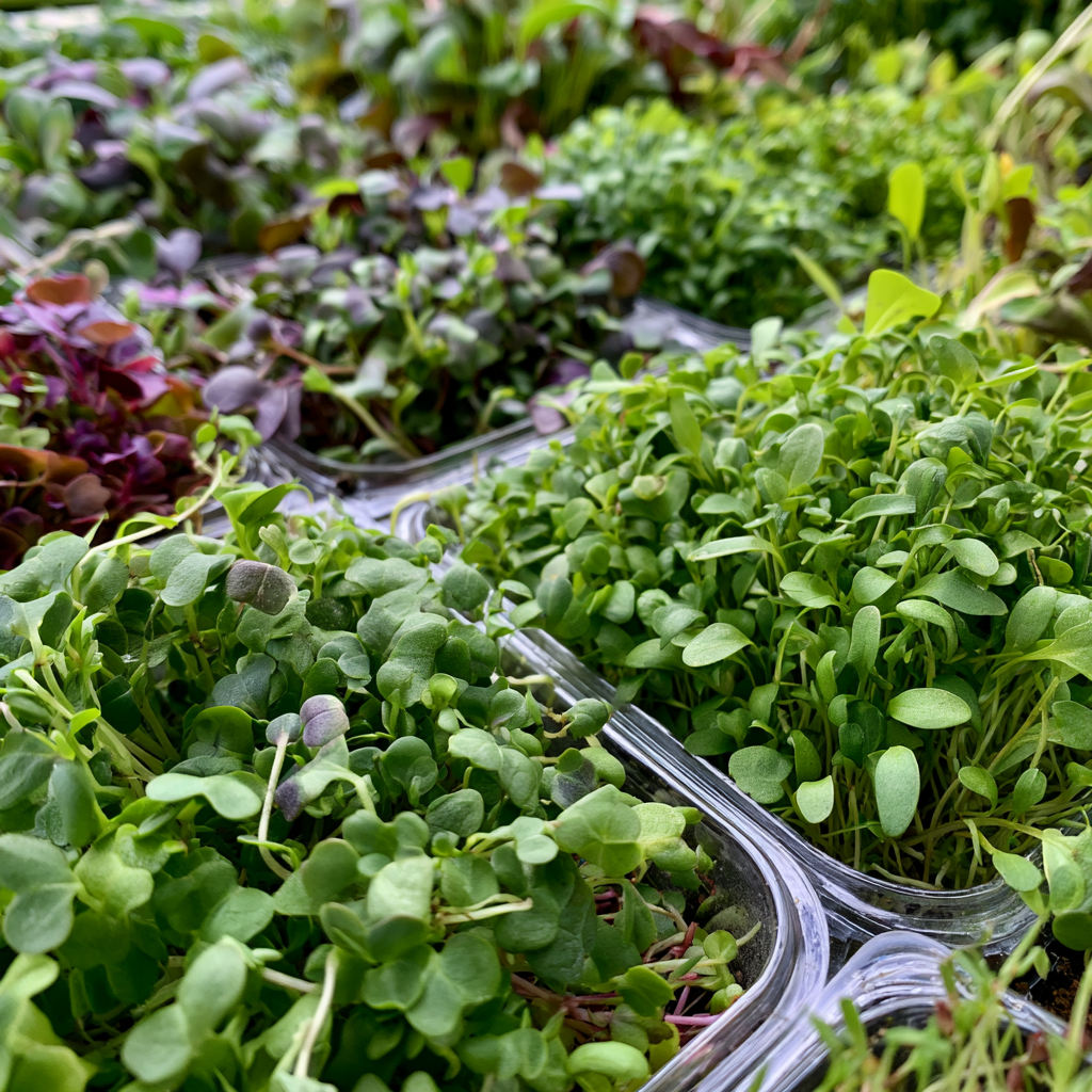 Nahaufnahme verschiedener Microgreens, grün und rötlich-violett.